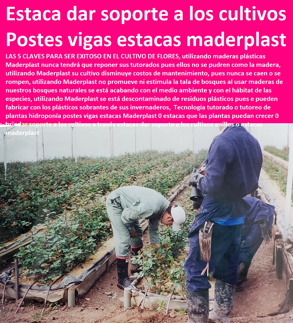 Tecnología tutorado o tutoreo de plantas hidroponía postes vigas estacas Maderplast 0 estacas que las plantas puedan crecer 0 brindar soporte a los cultivos a través estacas dar soporte a los cultivos anillos o estacas maderplast Tecnología tutorado o tutoreo de plantas hidroponía HIDROPONÍA, AGRICULTURA, COSECHA, POSCOSECHA, Tutores para Flores cable vía Bananas Aromáticas, Cultivos Tecnificados, Invernaderos, Semilleros, Bancos De Siembra, postes vigas estacas Maderplast 0 estacas que las plantas puedan crecer 0 brindar soporte a los cultivos a través estacas dar soporte a los cultivos anillos o estacas maderplast